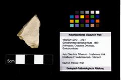 Foto (Objekt + Etikett) von Goniodromites bidentatus (Reuss, 1859)  (NHMW-GEO-1990-0041-2942)